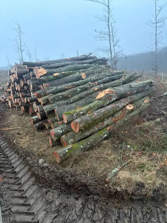 Trupci tvrdog drva složeni na stovarištu